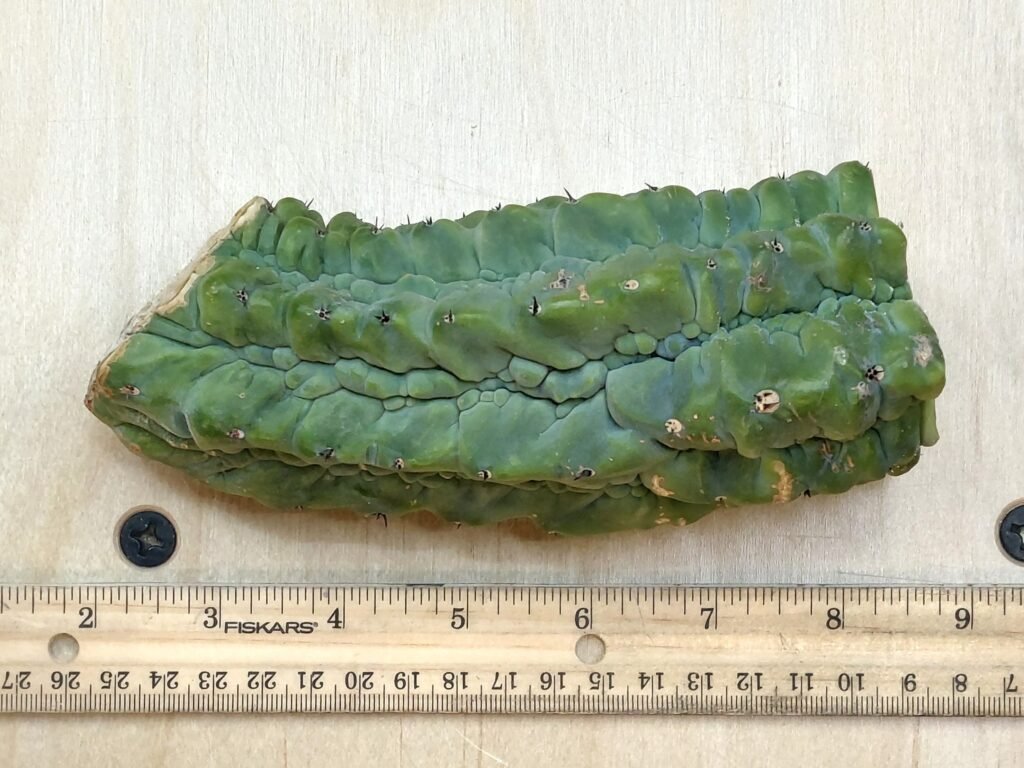 6″ Glorp (Myrtillocactus Geometrizans cv. ‘Glorp’) Monstrose Mid