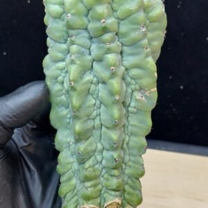 6″ Glorp (Myrtillocactus Geometrizans cv. ‘Glorp’) Monstrose Mid