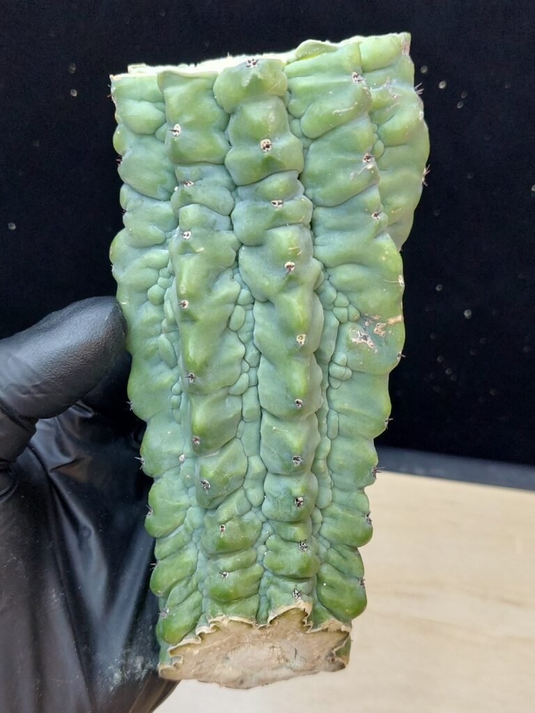 6″ Glorp (Myrtillocactus Geometrizans cv. ‘Glorp’) Monstrose Mid