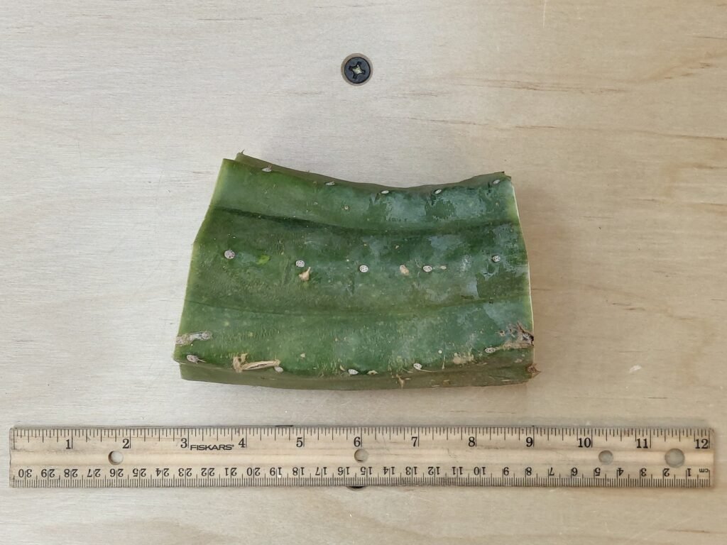 5″ Landfill Pachanoi Heavy CHONK Mid Cut