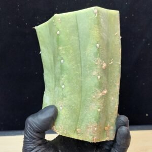 5″ Landfill Pachanoi Heavy CHONK Mid Cut