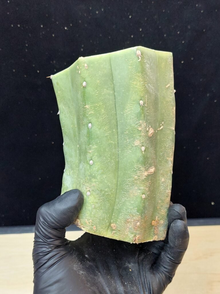 5″ Landfill Pachanoi Heavy CHONK Mid Cut