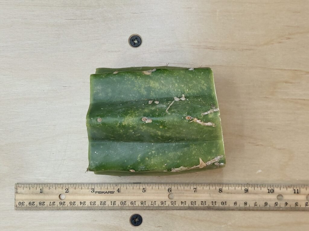 4.5″ Landfill Pachanoi Fat CHONK Mid Cut