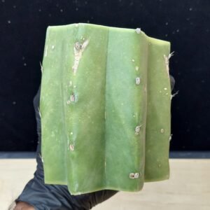 4.5″ Landfill Pachanoi Fat CHONK Mid Cut