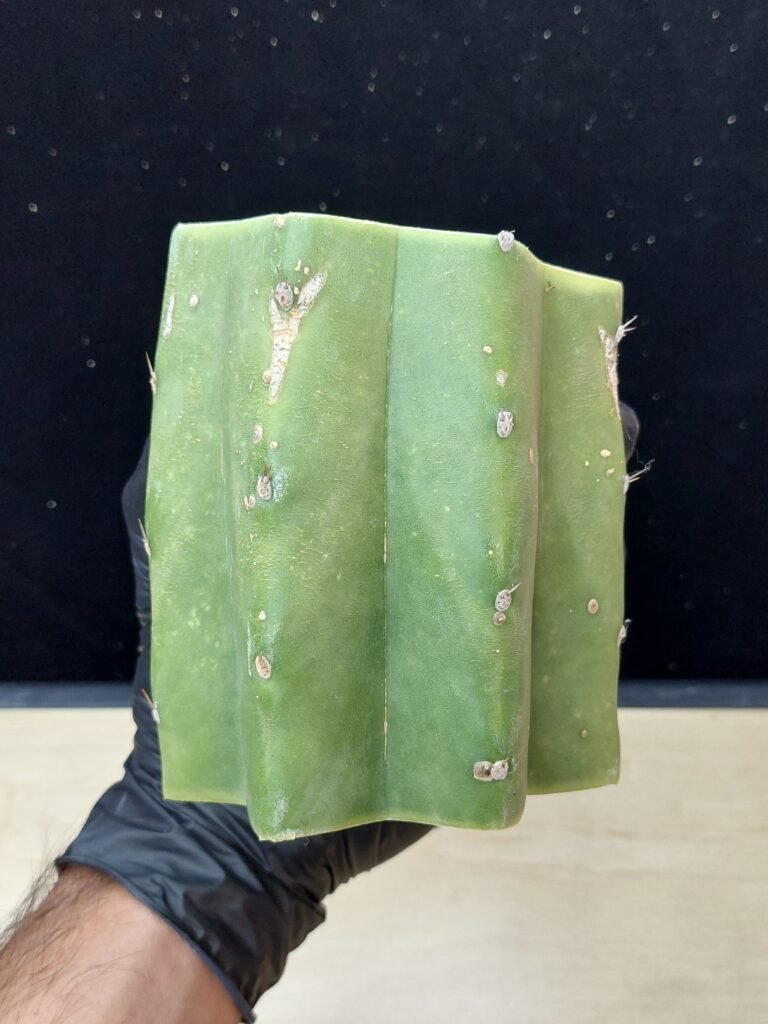 4.5″ Landfill Pachanoi Fat CHONK Mid Cut