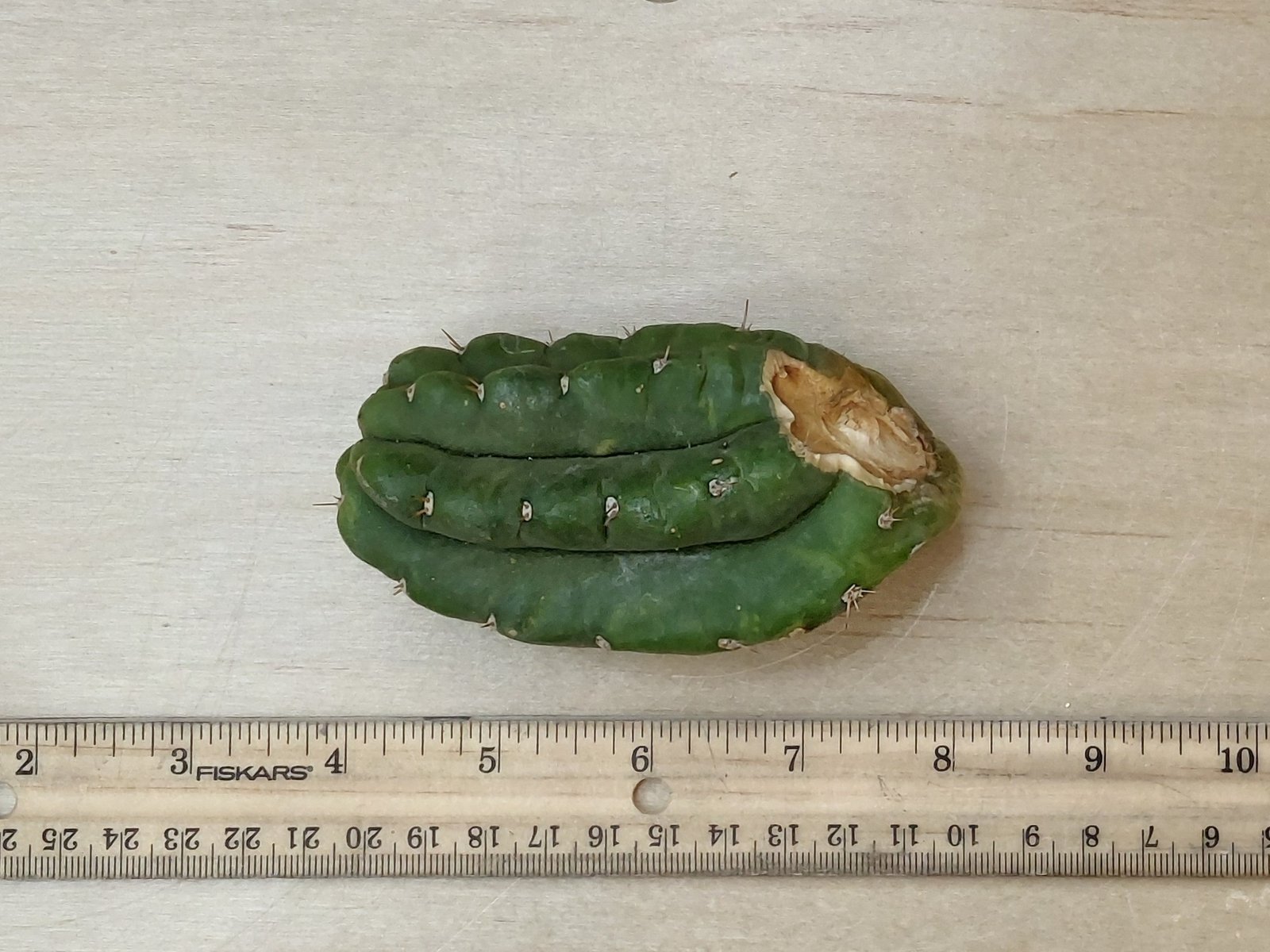4″ Landfill Pachanoi Pup - Image 2