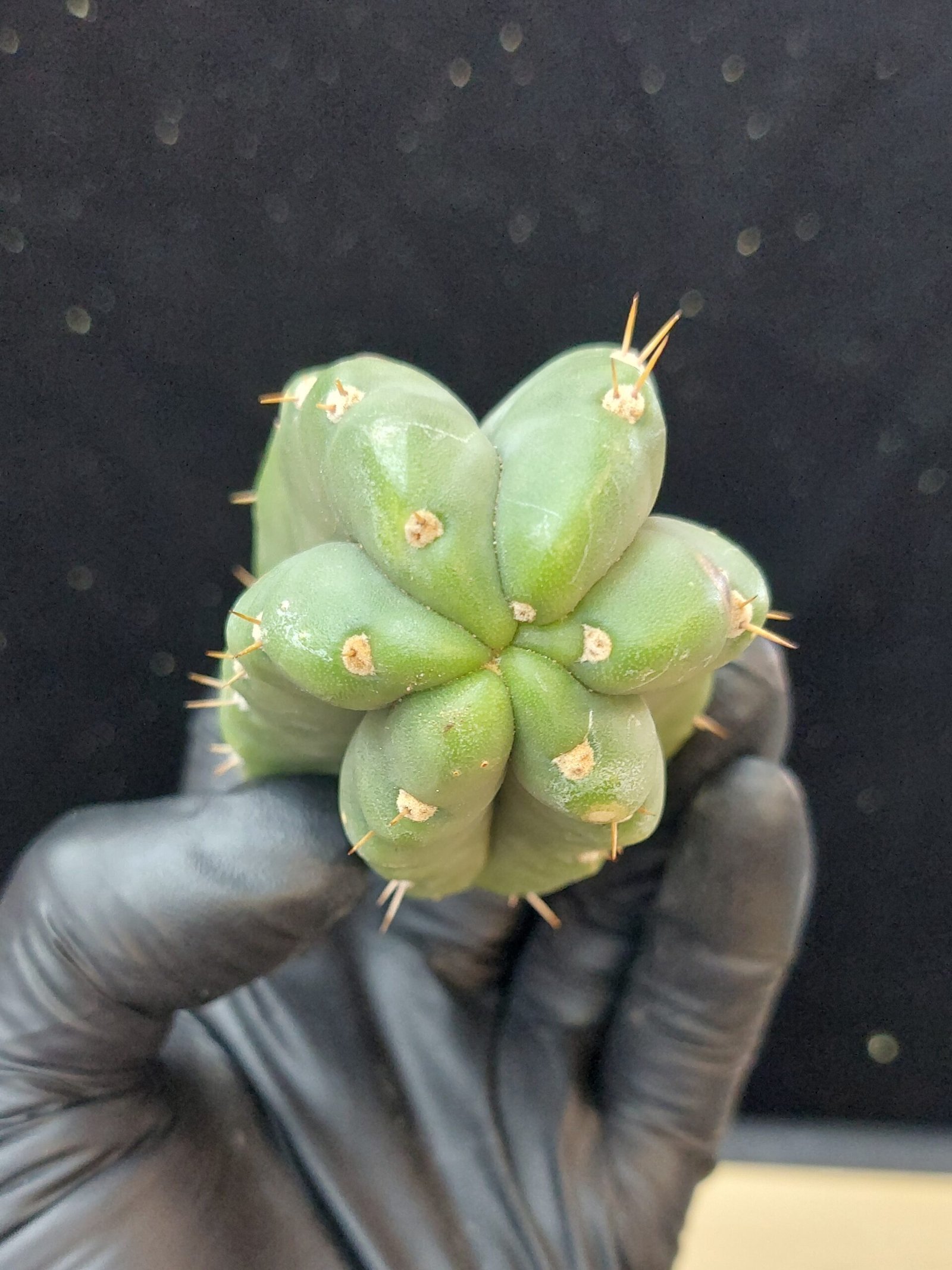 4″ Landfill Pachanoi Pup - Image 3