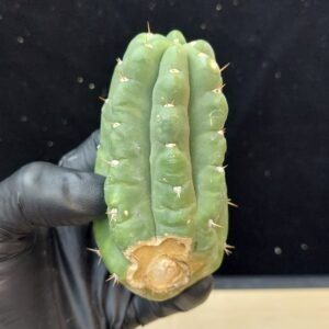 4″ Landfill Pachanoi Pup