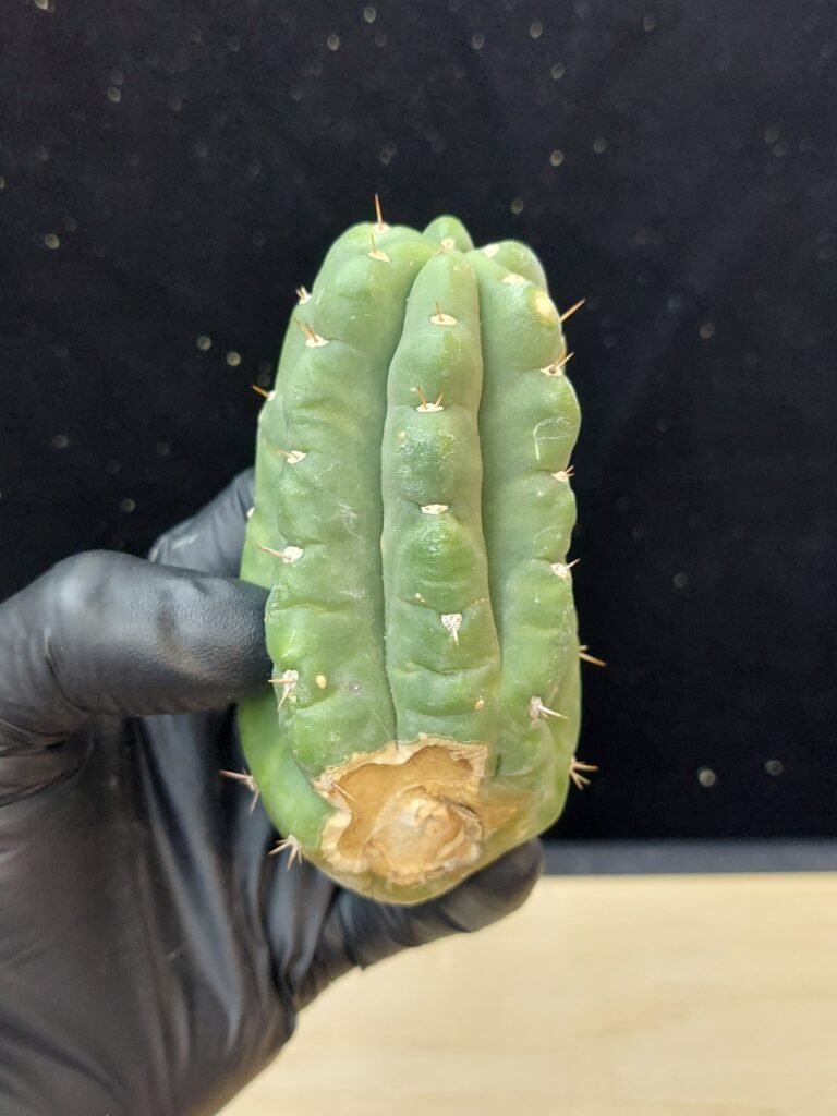 4″ Landfill Pachanoi Pup