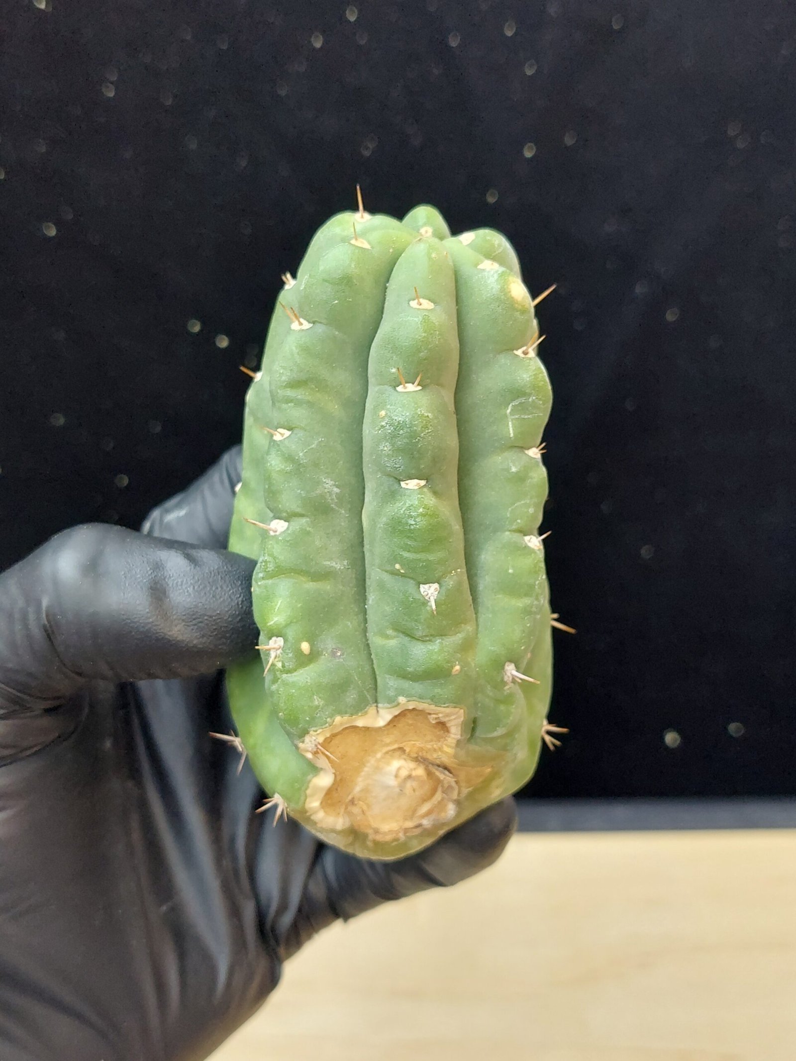 4″ Landfill Pachanoi Pup