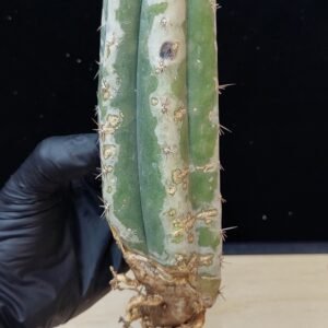 7″ Torres y Torres Pachanoi Rooted Stump