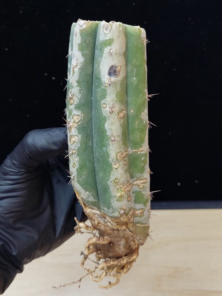 7″ Torres y Torres Pachanoi Rooted Stump