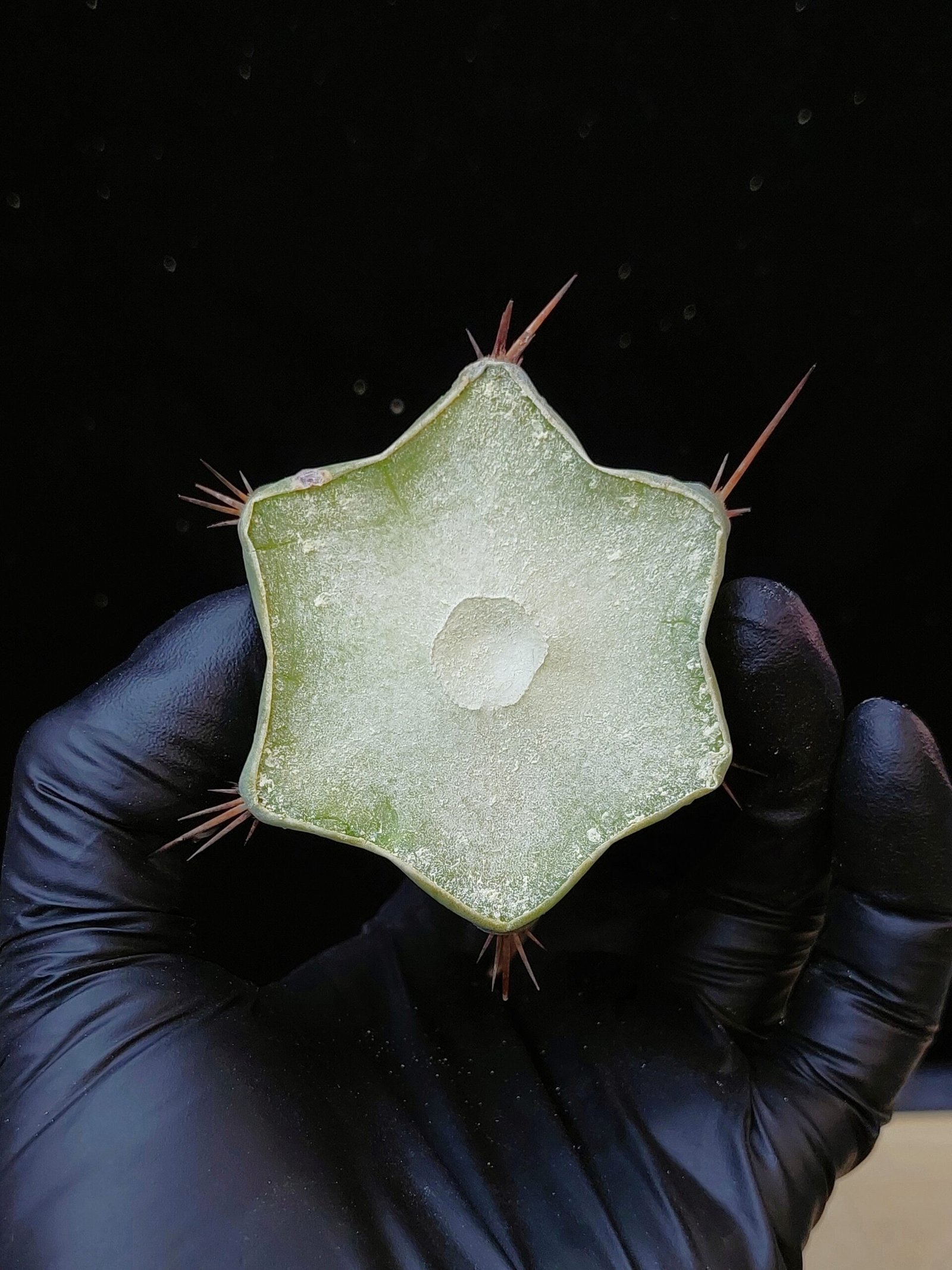 6″ Xibalba Mid Cut - Image 3