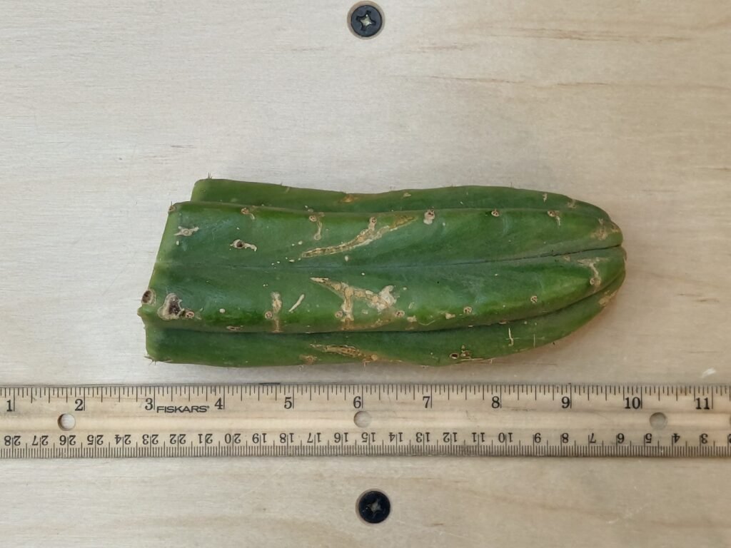 6″ Ogun Pachanoi Terminated Tip