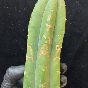 6″ Ogun Pachanoi Terminated Tip