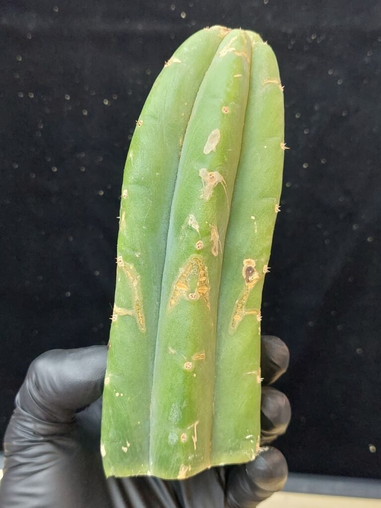6″ Ogun Pachanoi Terminated Tip