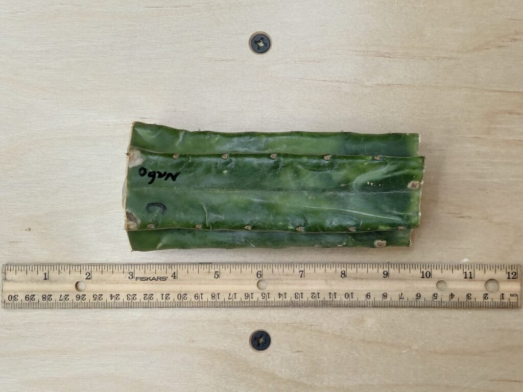 6″ Ogun Pachanoi Thick Mid Cut
