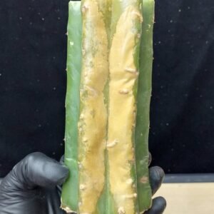 6″ Ogun Pachanoi Thick Mid Cut