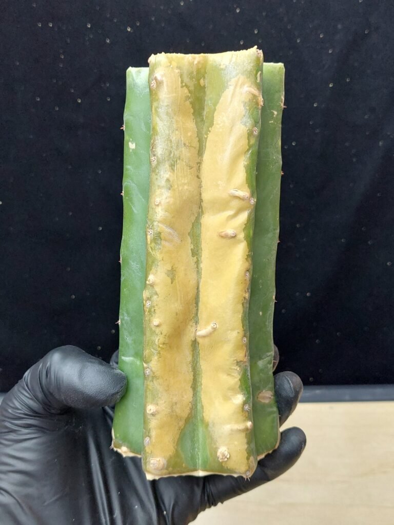 6″ Ogun Pachanoi Thick Mid Cut