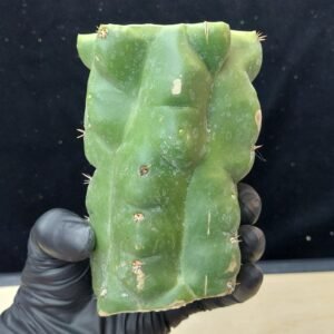 5″ TPM (Trichocereus Pachanoi Monstrose) Fat CHONK Mid Cut