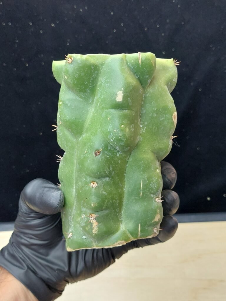 5″ TPM (Trichocereus Pachanoi Monstrose) Fat CHONK Mid Cut