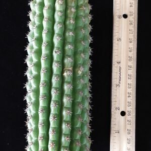 6″ Brevispinulosus (Trichocereus brevispinulosus) “Indian Comb” Mid Cut