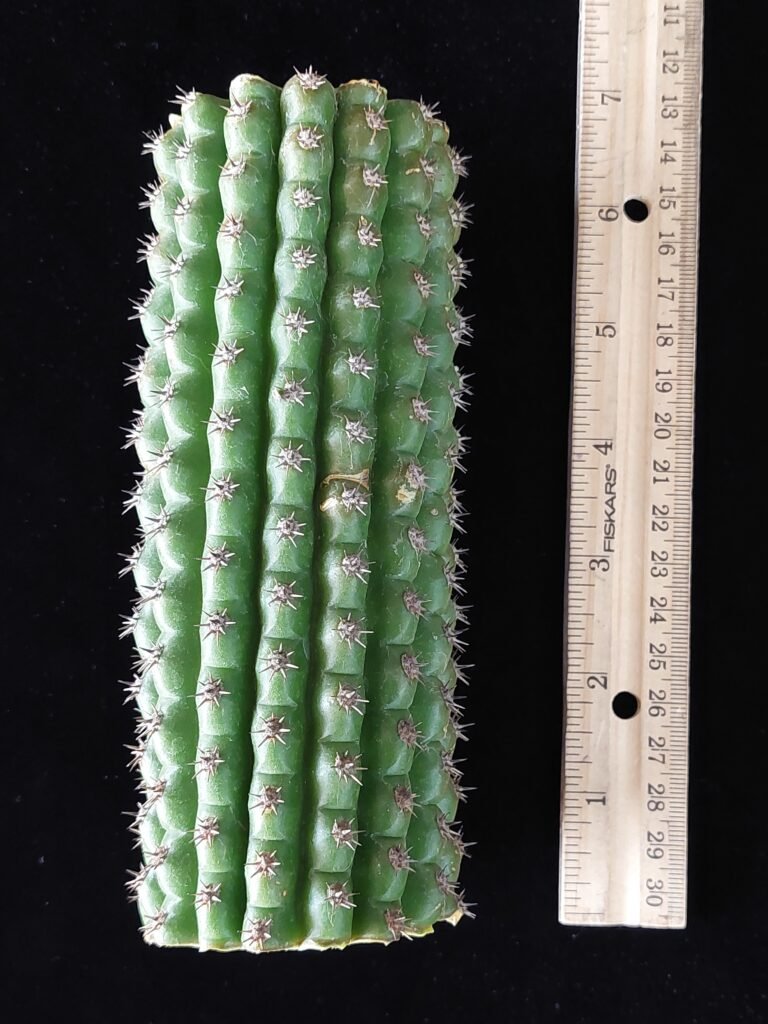 6″ Brevispinulosus (Trichocereus brevispinulosus) “Indian Comb” Mid Cut
