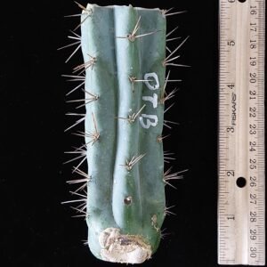 5″ OTB (Trichocereus bridgesii) “Old Thorny Bastard” Mid Cut