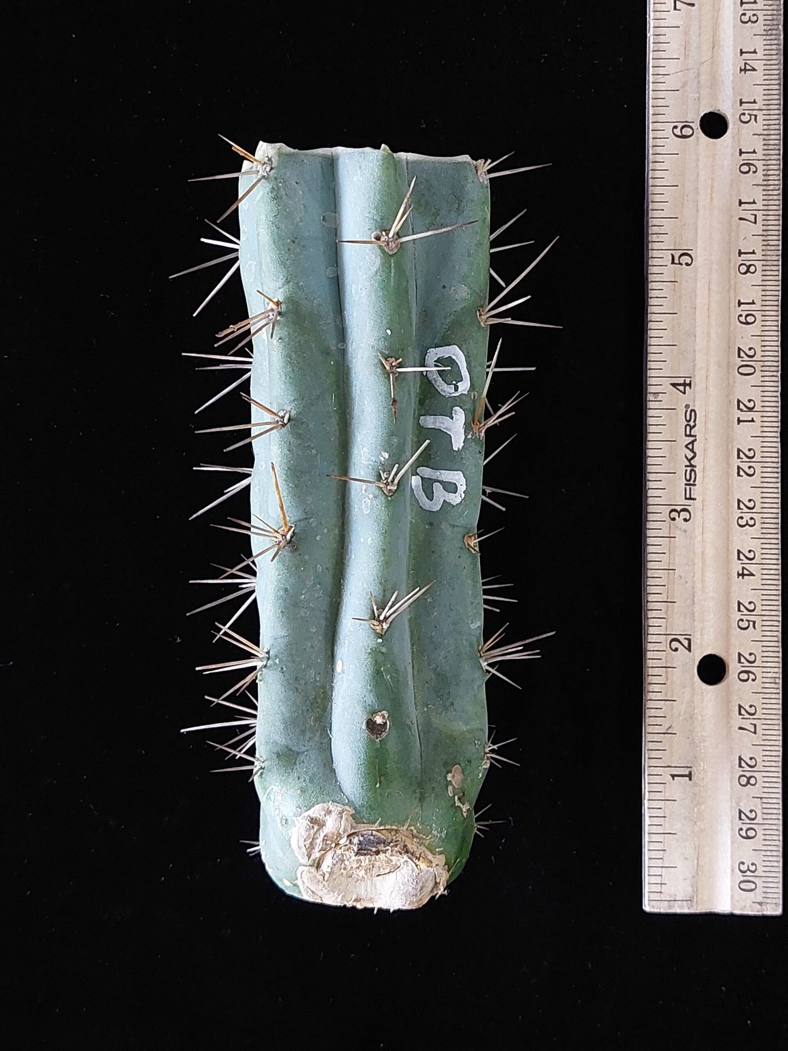 5″ OTB (Trichocereus bridgesii) “Old Thorny Bastard” Mid Cut