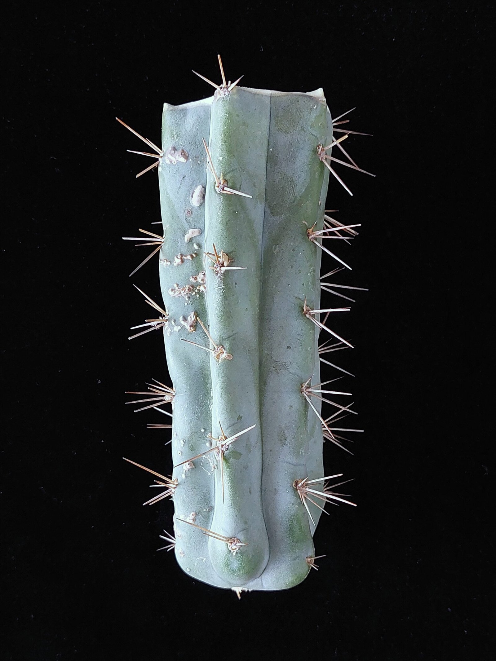 5″ OTB (Trichocereus bridgesii) “Old Thorny Bastard” Mid Cut - Image 3