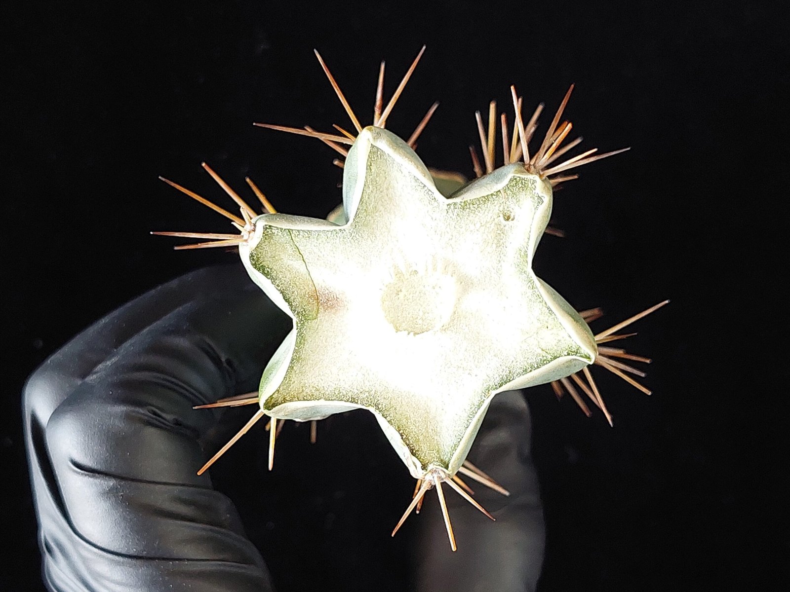 5″ OTB (Trichocereus bridgesii) “Old Thorny Bastard” Mid Cut - Image 2