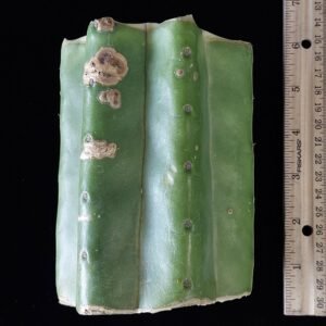 5″ Huarazensis (Trichocereus peruvianus) CHONK Mid Cut