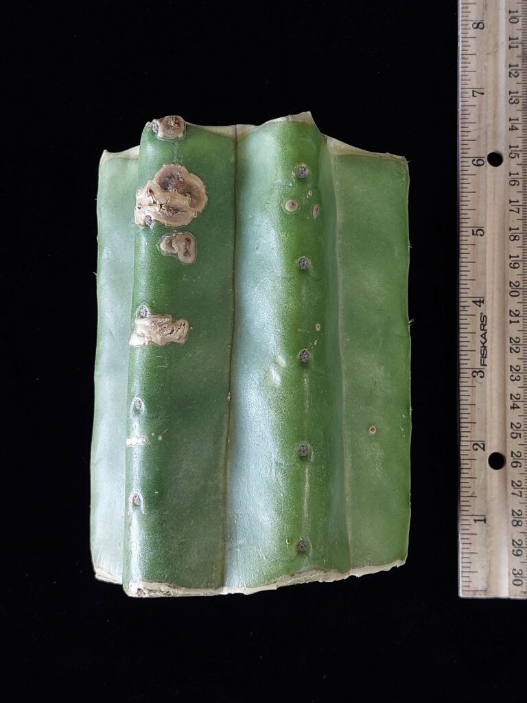 5″ Huarazensis (Trichocereus peruvianus) CHONK Mid Cut