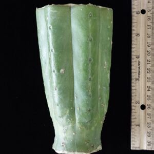 5.5″ Sheridan (Trichocereus pachanoi) “NZ Pachanoi” Mid Cut