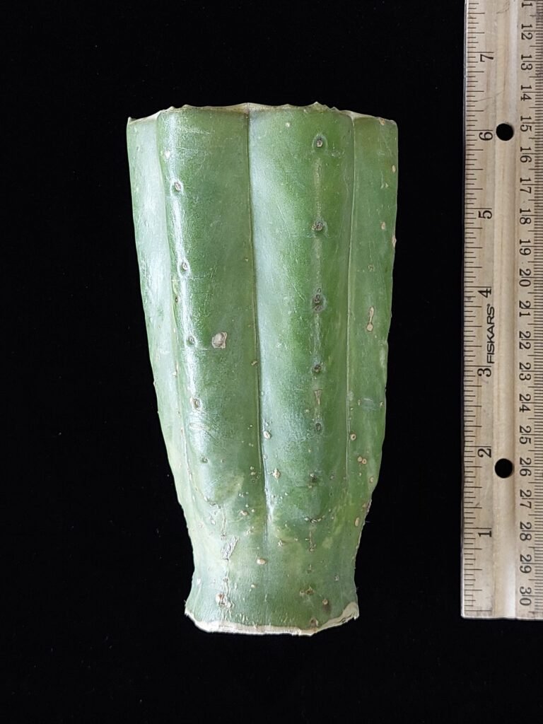 5.5″ Sheridan (Trichocereus pachanoi) “NZ Pachanoi” Mid Cut