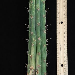 8″ Lee × Medicine Man (Trichocereus bridgesii) Mid Cut