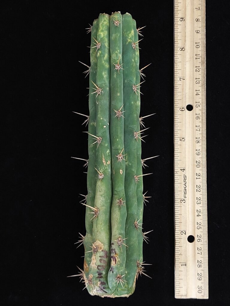 8″ Lee × Medicine Man (Trichocereus bridgesii) Mid Cut