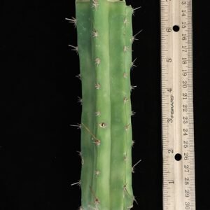 6.5″ Psycho0 × Huarazensis (Trichocereus bridgesii × peruvianus) Mid Cut