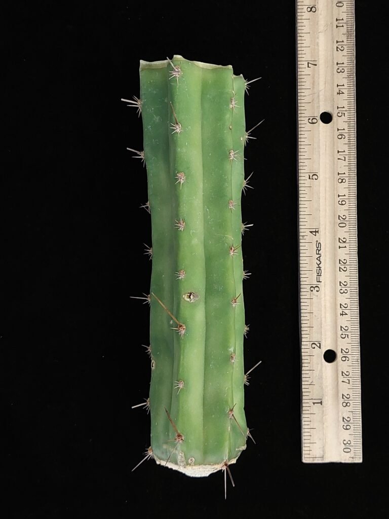 6.5″ Psycho0 × Huarazensis (Trichocereus bridgesii × peruvianus) Mid Cut