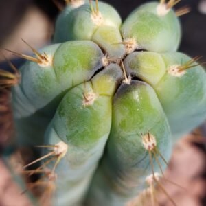Test Cactus Auction