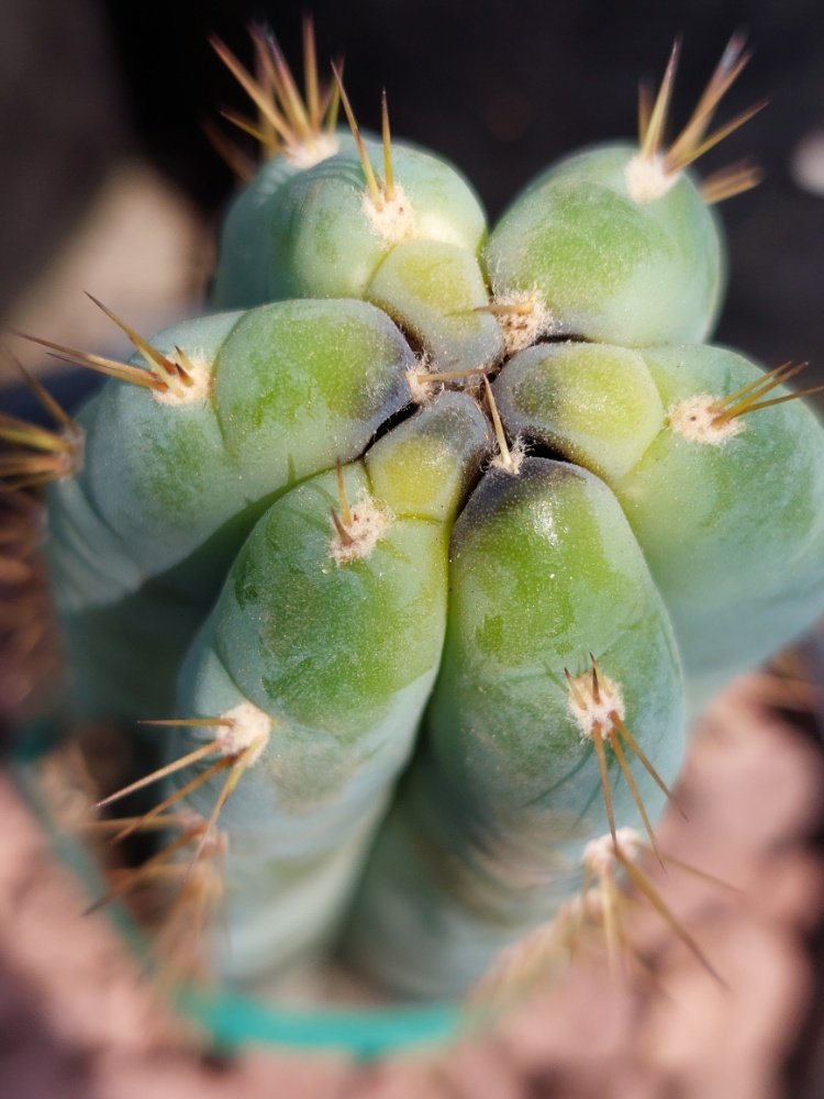 Test Cactus Auction